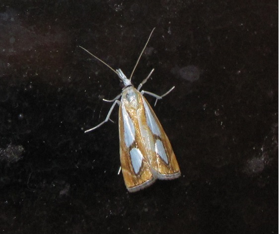 Catoptria pinella (Crambidae)